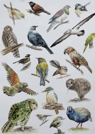 NZ Native Bird Poster - A3