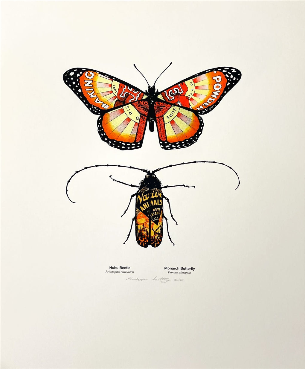 Monarch Butterfly and Huhu Beetle