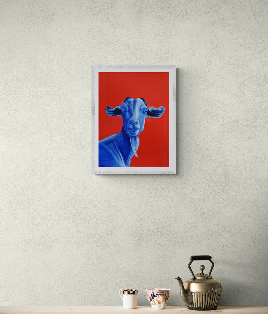 Blue NZ Goat