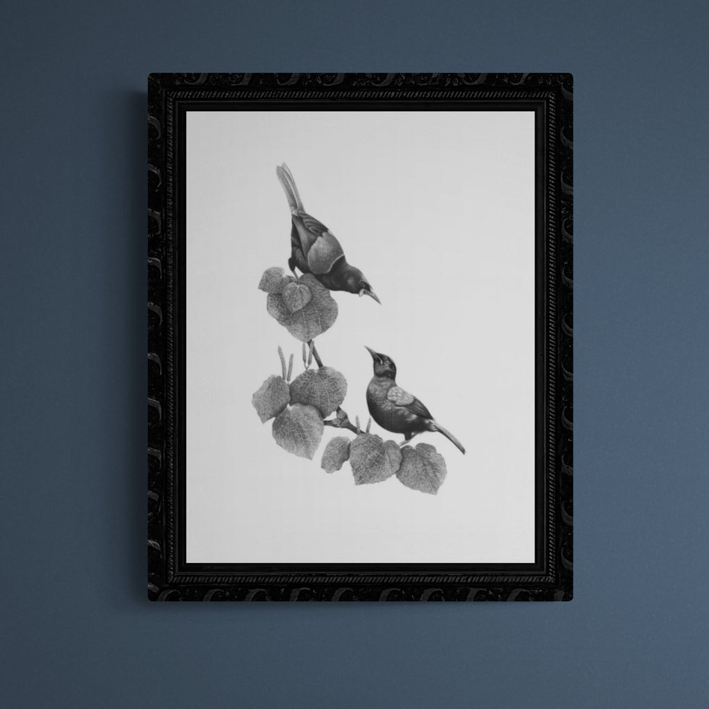 Tieke Aroha (North Island Saddleback) - A4