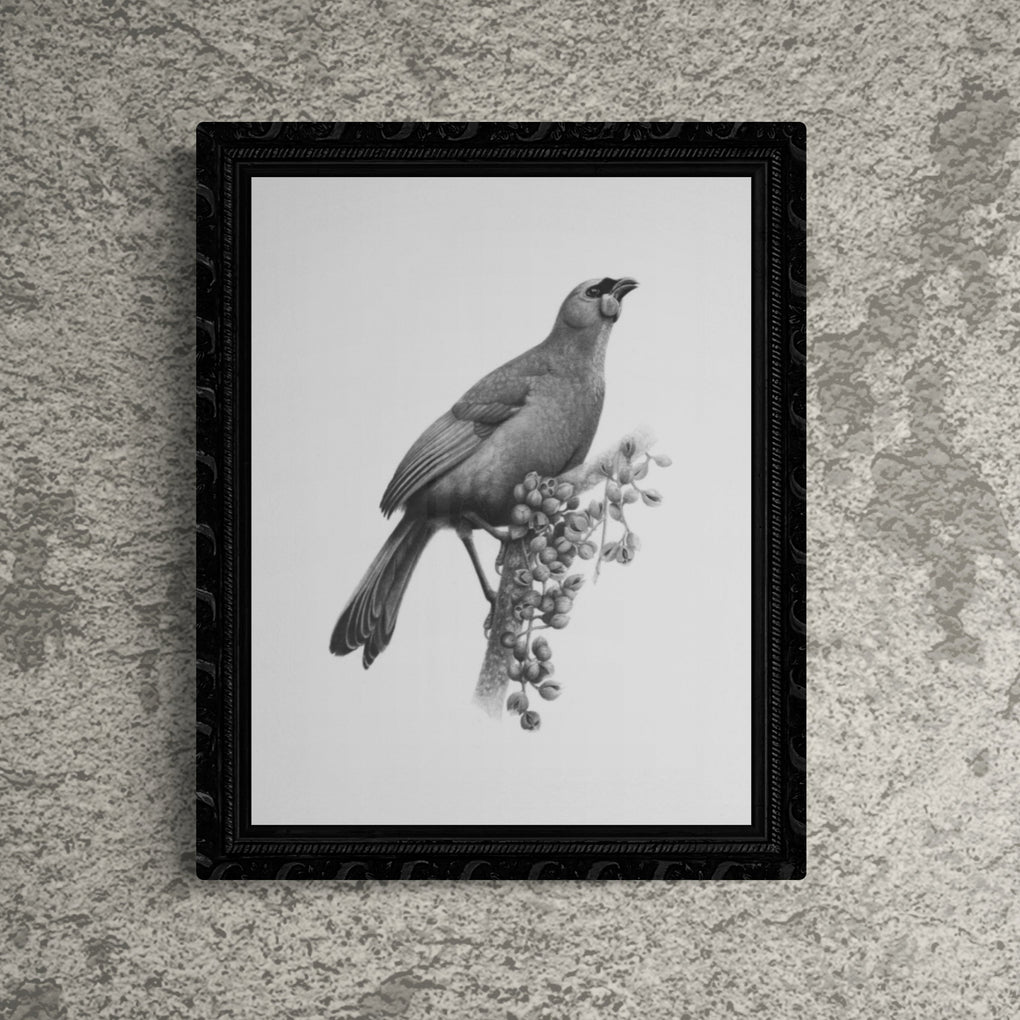 Kokako and Kohekohe - A4