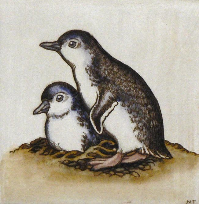 Little Blue Penguins
