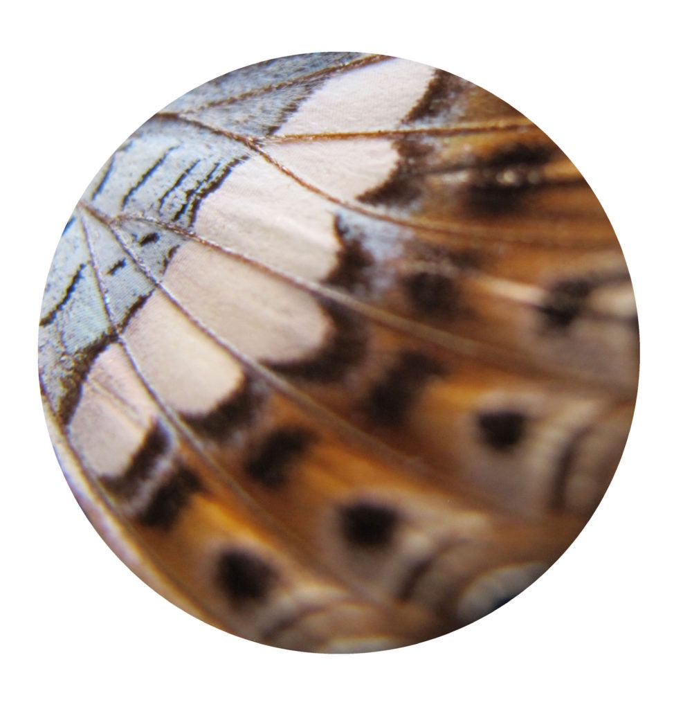 Synedoche - Butterfly Wing 1