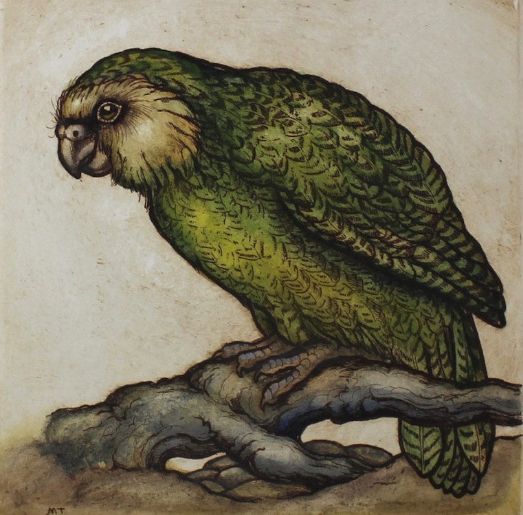 Kakapo, Night Parrot