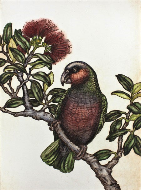 New Zealand Heritage I: Kaka