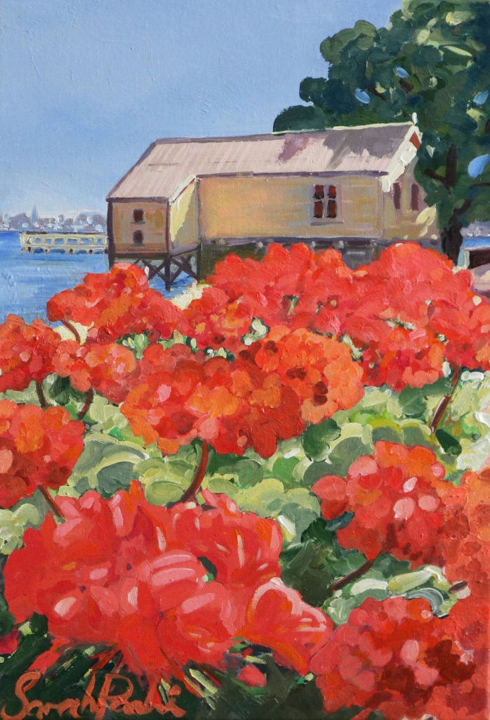Geraniums Devonport Waterfront