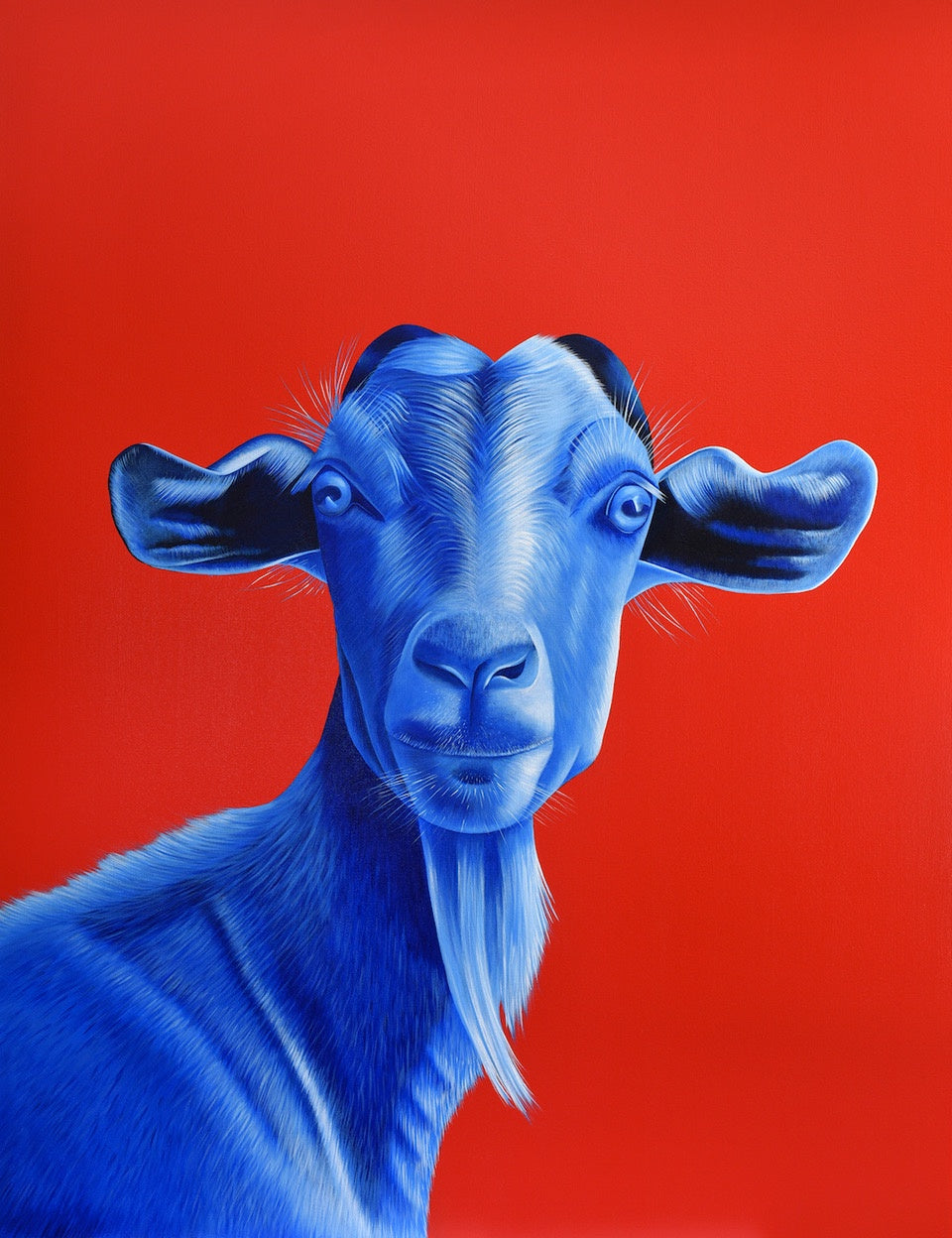 Blue NZ Goat