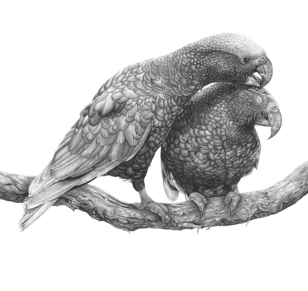 Manaaki Kākā (1/1)