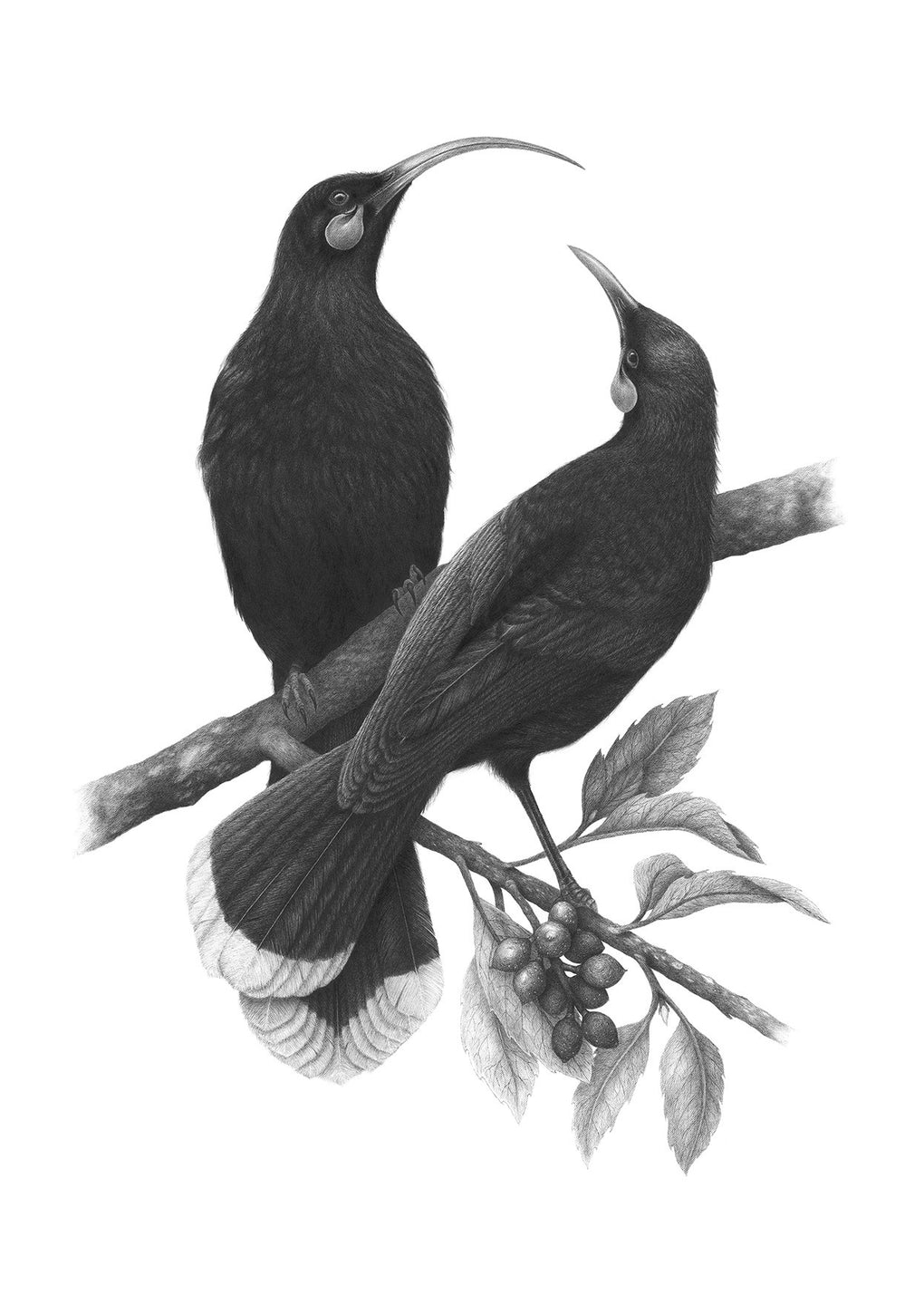 A Lost Harmony (Huia) - A3
