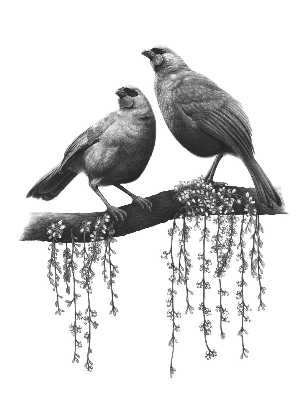 Kokako Companions - A3