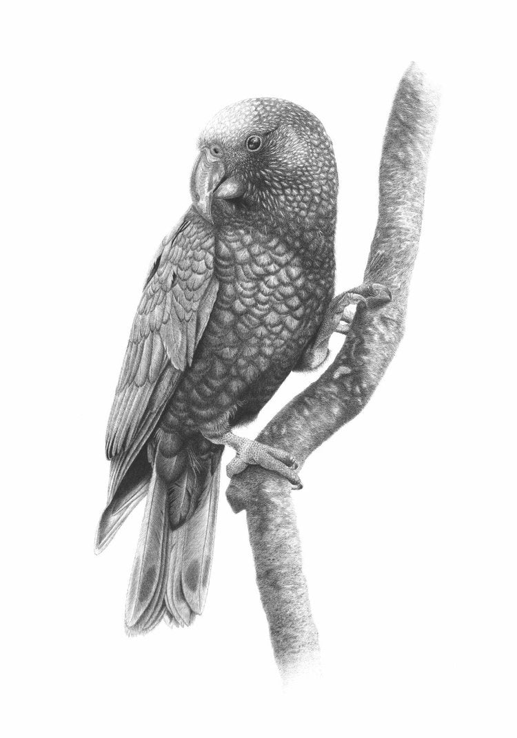 Kaka Revival (Kaka) - A3