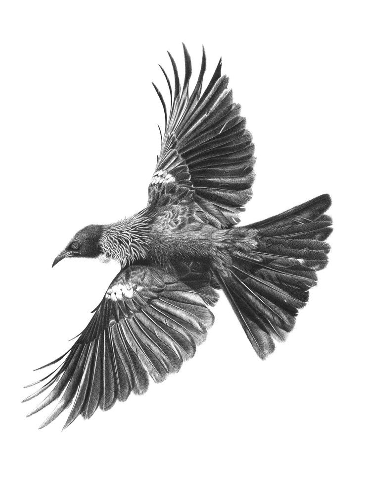 Flying free - Tui