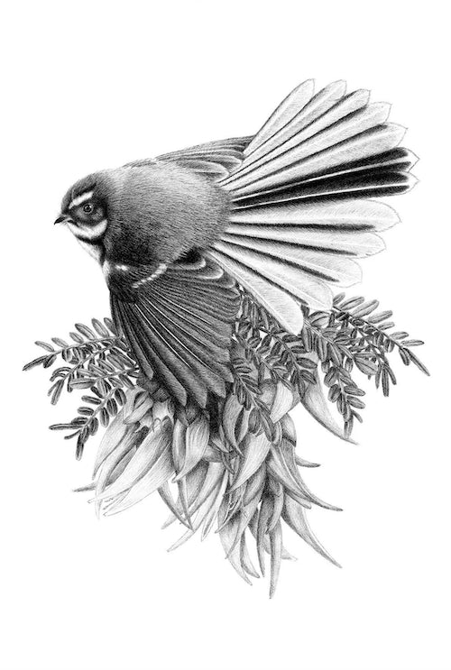 A Pretty Perch (Piwakawaka/Fantail) - A4