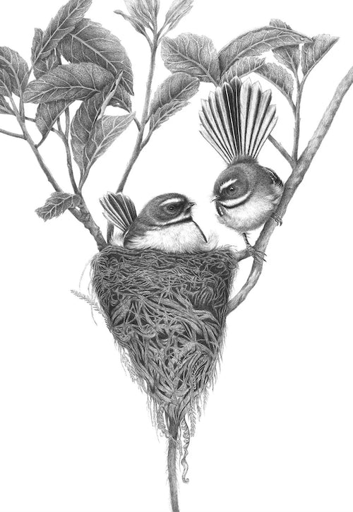 Expecting (Piwakawaka/Fantail) - A3