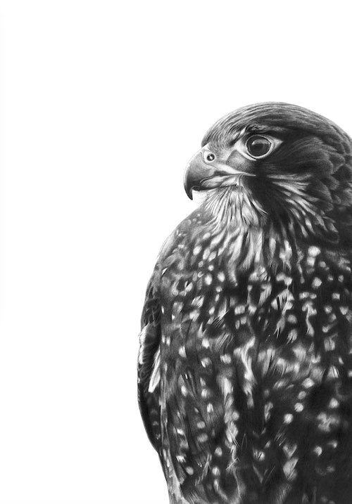 Fearless Falcon (NZ Falcon/Karearea) - A3
