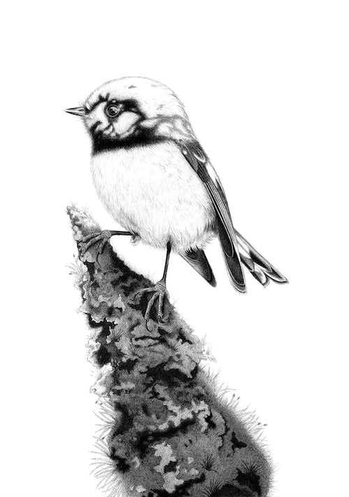 Fiordland Treasure (Leucistic South Island Tomtit/Miromiro) - A4