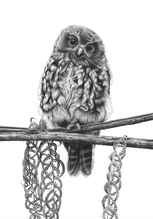 Fluffy Fledgling (Ruru/Morepork) - A3