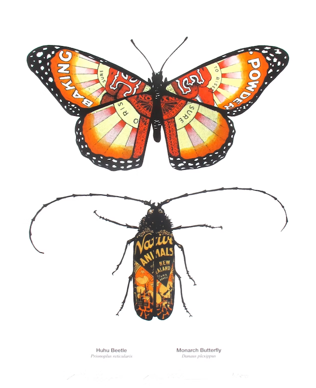 Monarch Butterfly and Huhu Beetle