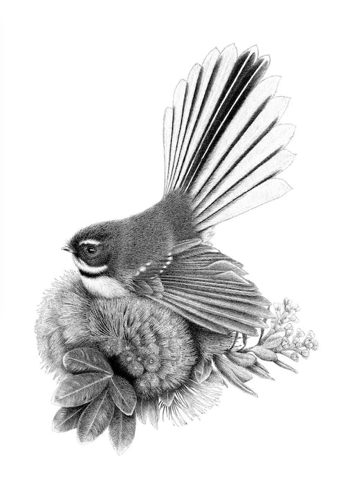 Pohutukawa Perch (Piwakawaka/Fantail) - A4