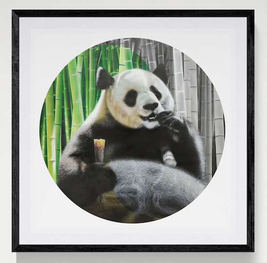 Yin in Yang (framed print)