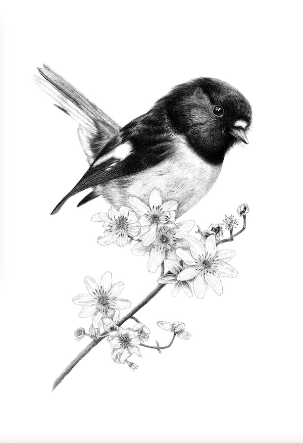 Talkative Tomtit (Miromiro) - A4