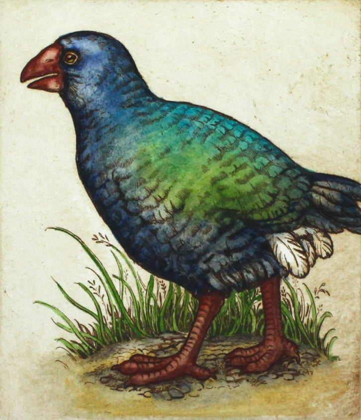 Takahe