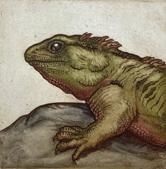 Tuatara