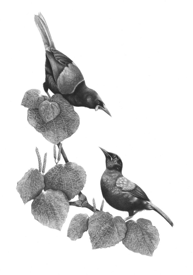 Tieke Aroha (North Island Saddleback) - A4