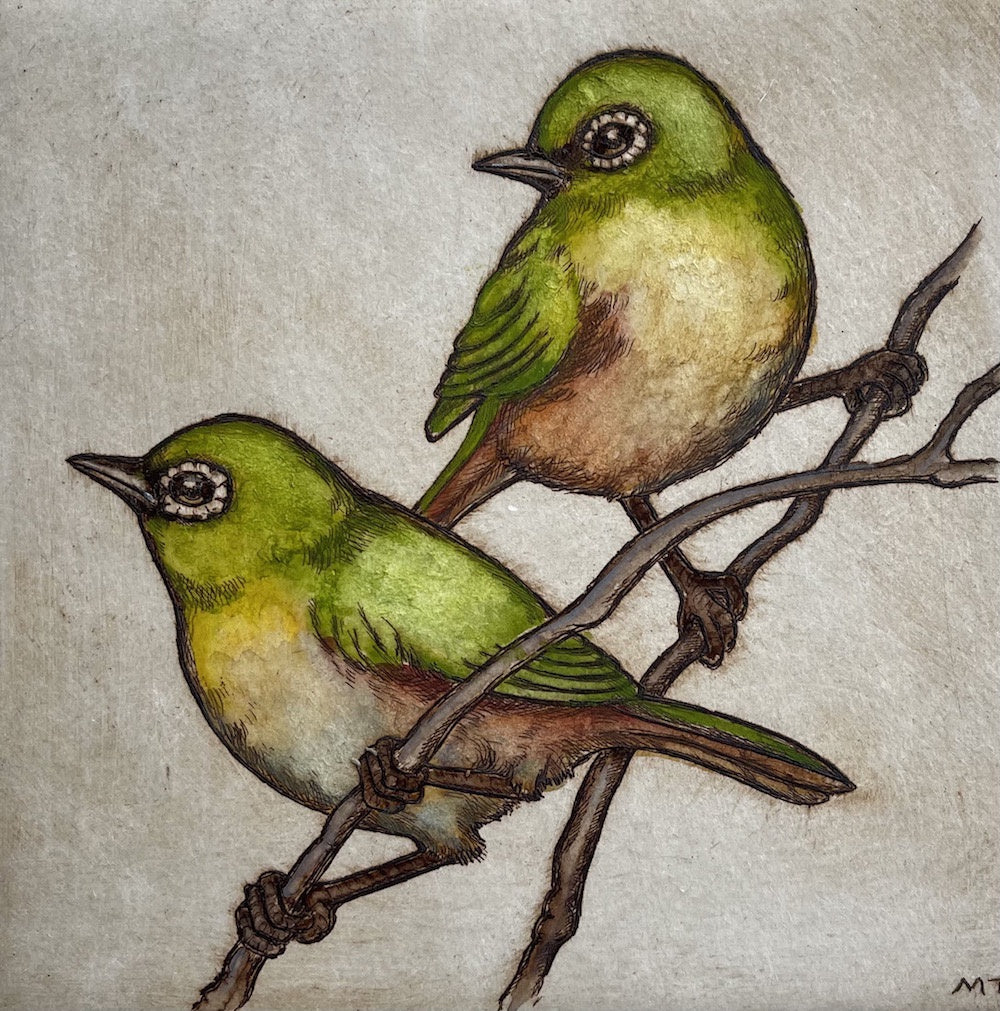 Silvereyes / Tauhau