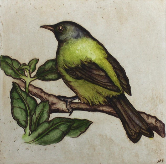 Bellbird / Korimako