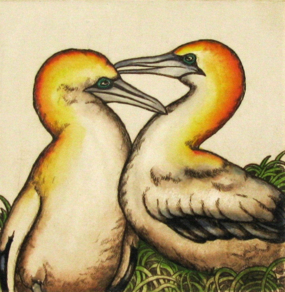 Gannets