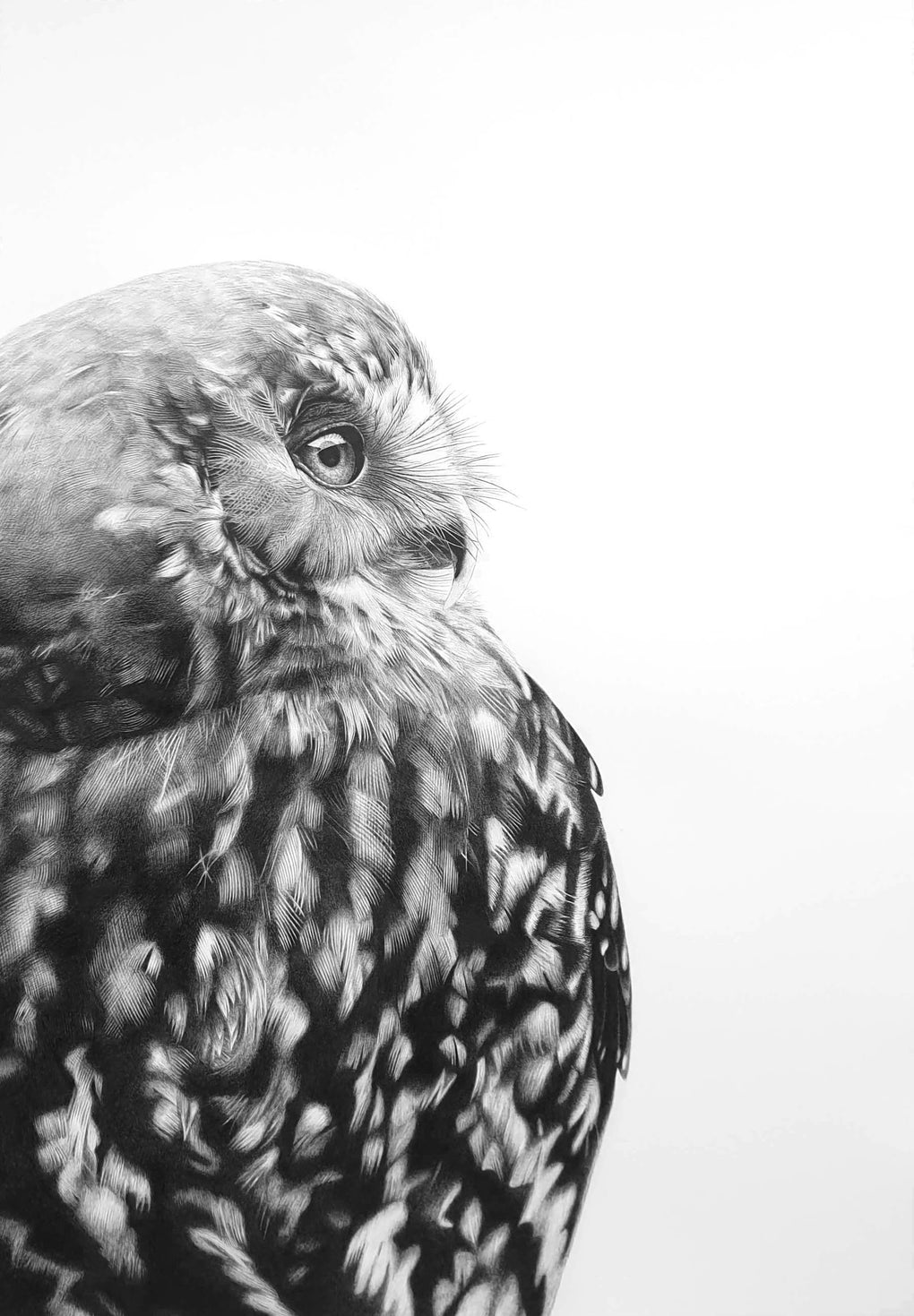 Whisper (Morepork/Ruru) (A4)