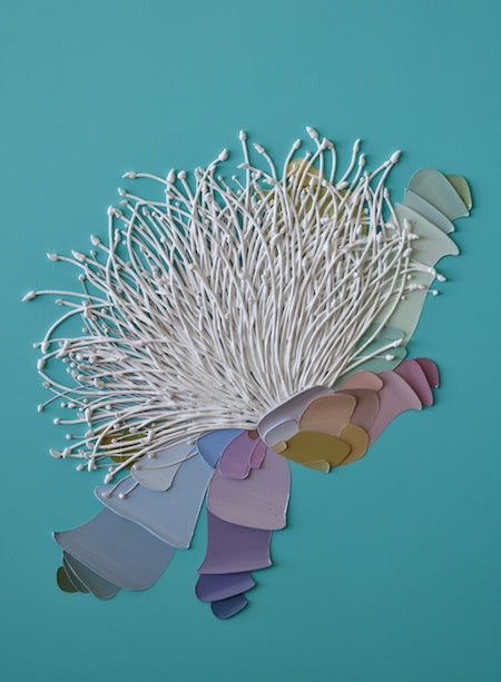 Turqoise Madagascar Tree Flower Study