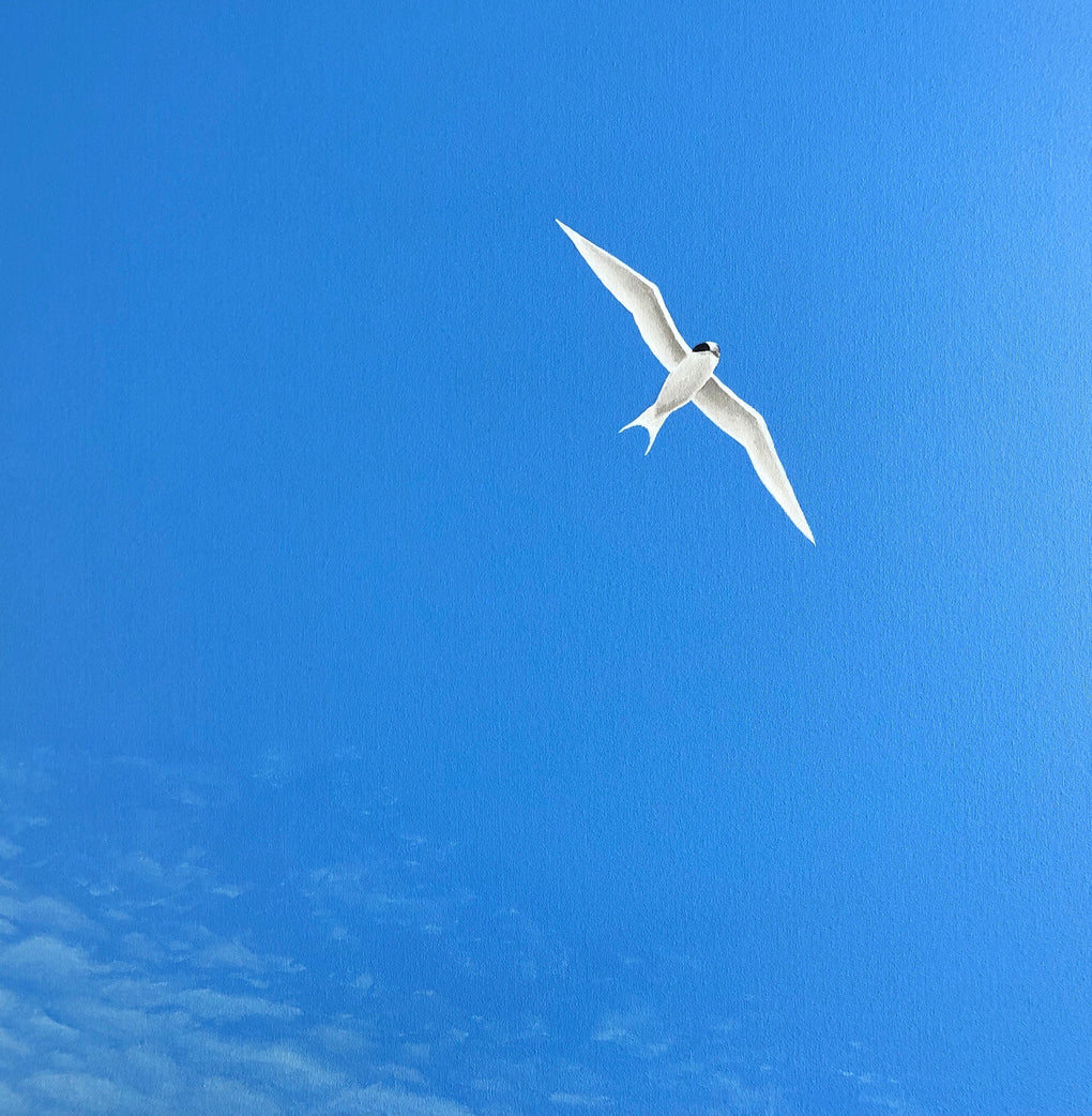 Soar III Fairy Tern, Summer Skies