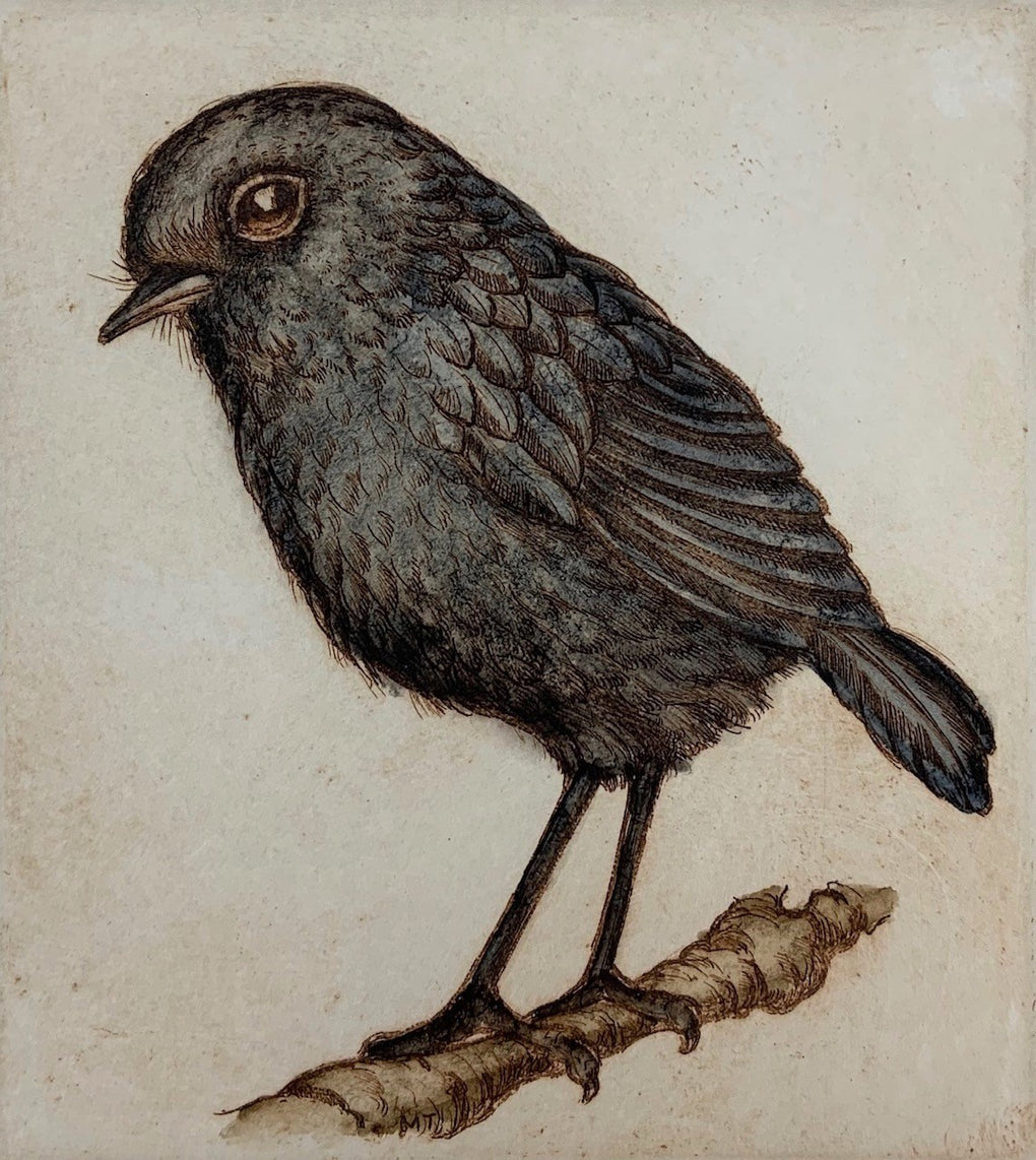 Black Robin