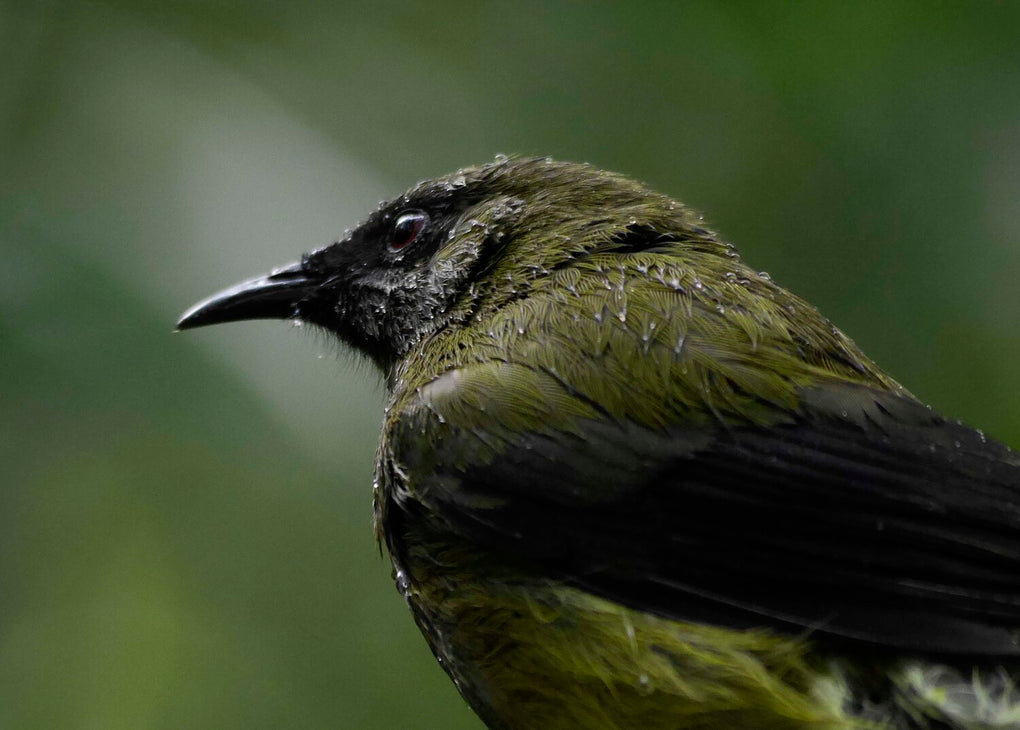 Bathing Bellbird (Korimako)