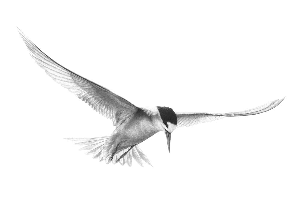 Poised to Dive (tara iti/fairy tern)