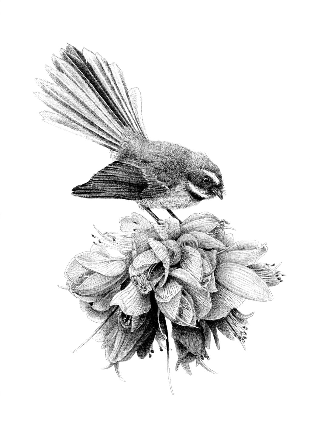 Spring Visitor (Piwakawaka/Fantail)