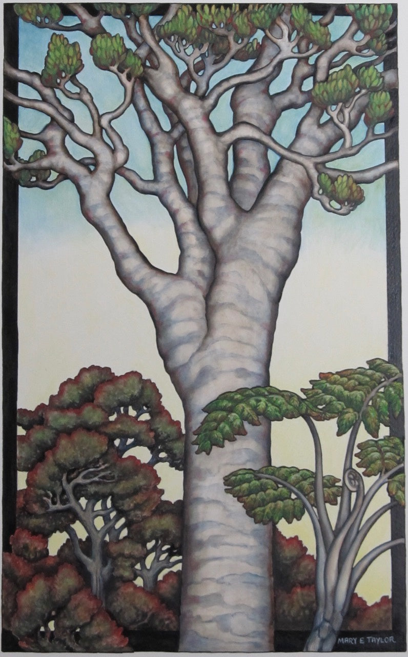 Forest Kauri