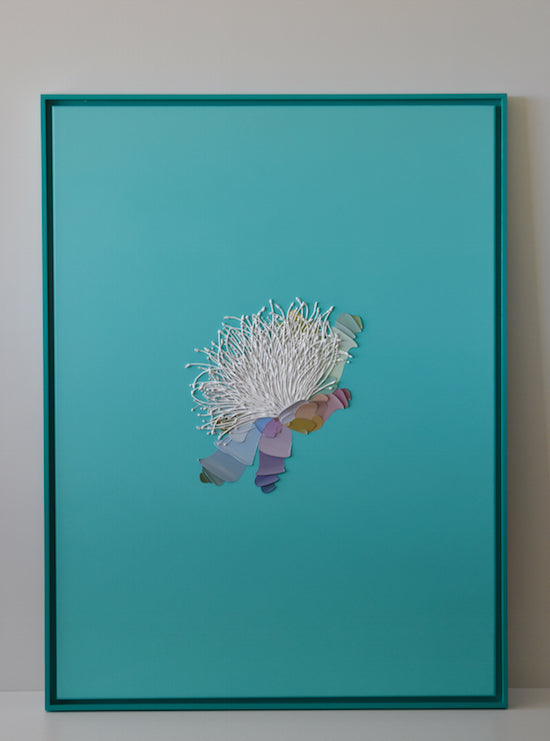 Turqoise Madagascar Tree Flower Study