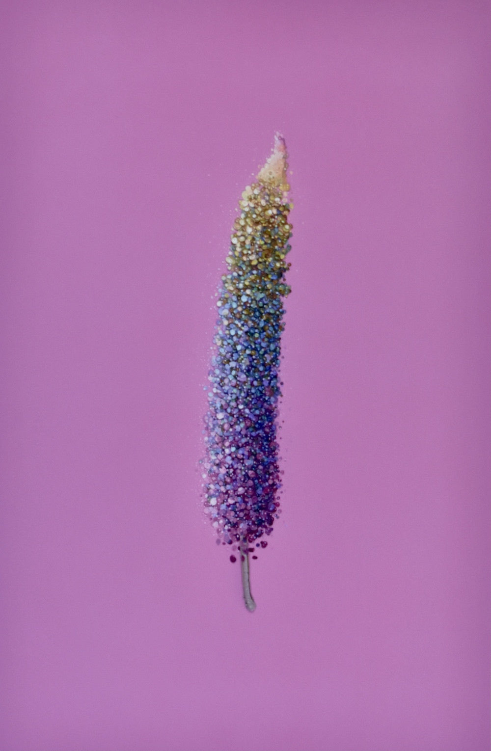 Pink Lupin (print)