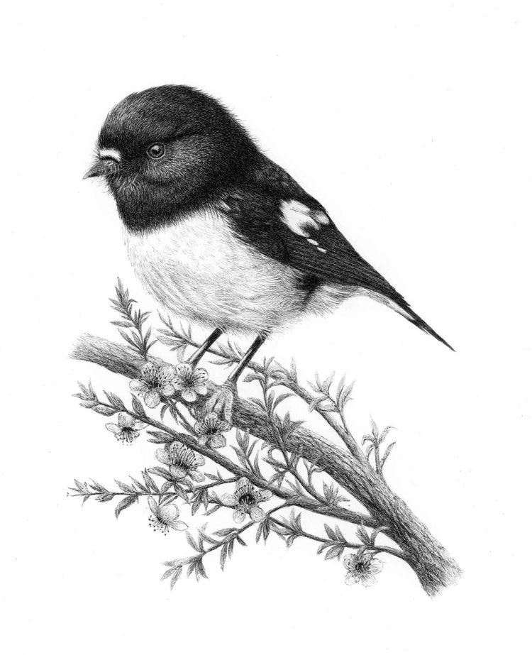 Ngirungiru and Manuka - South Island Tomtit