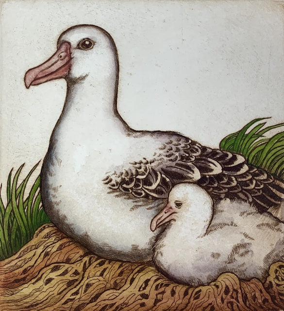 Albatross
