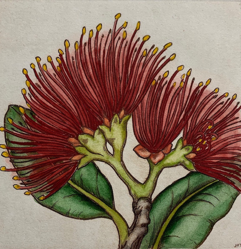 Pohutukawa